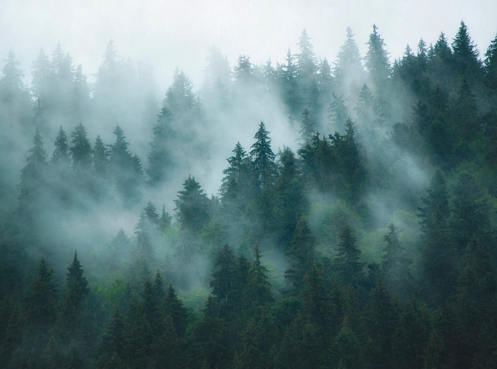 Hochwertige  Tapete aus der Kollektion THE WALL III in Grün