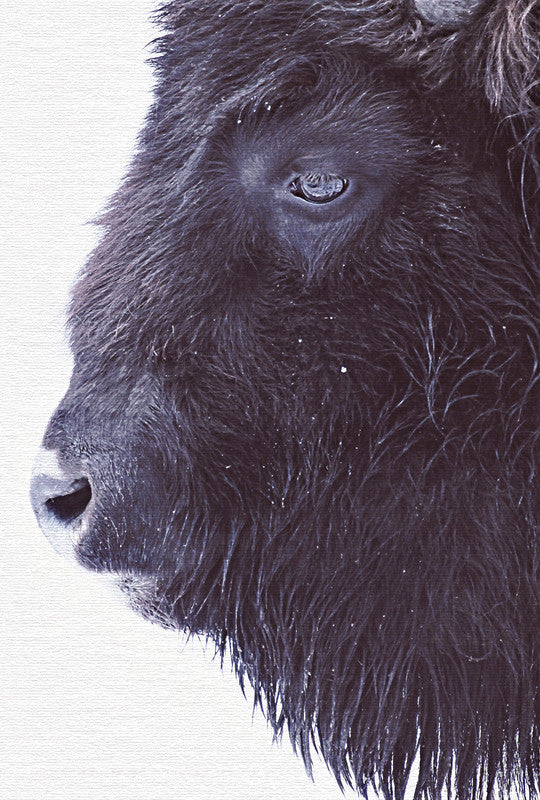 BlackBuffalo