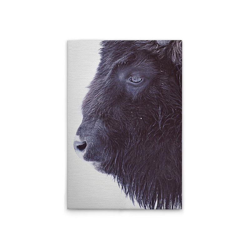 BlackBuffalo