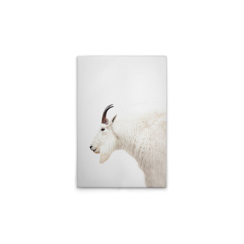 MountainGoat 