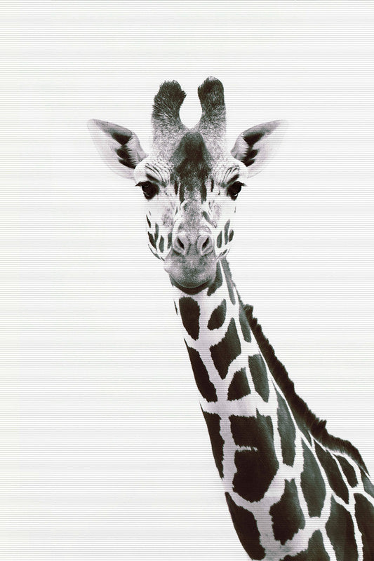 Giraffe Portrait 