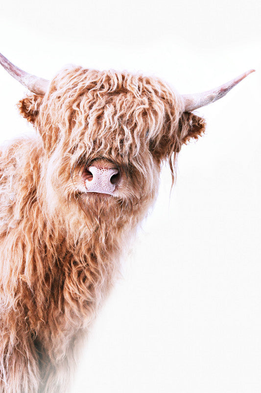 HighlandCattl2 