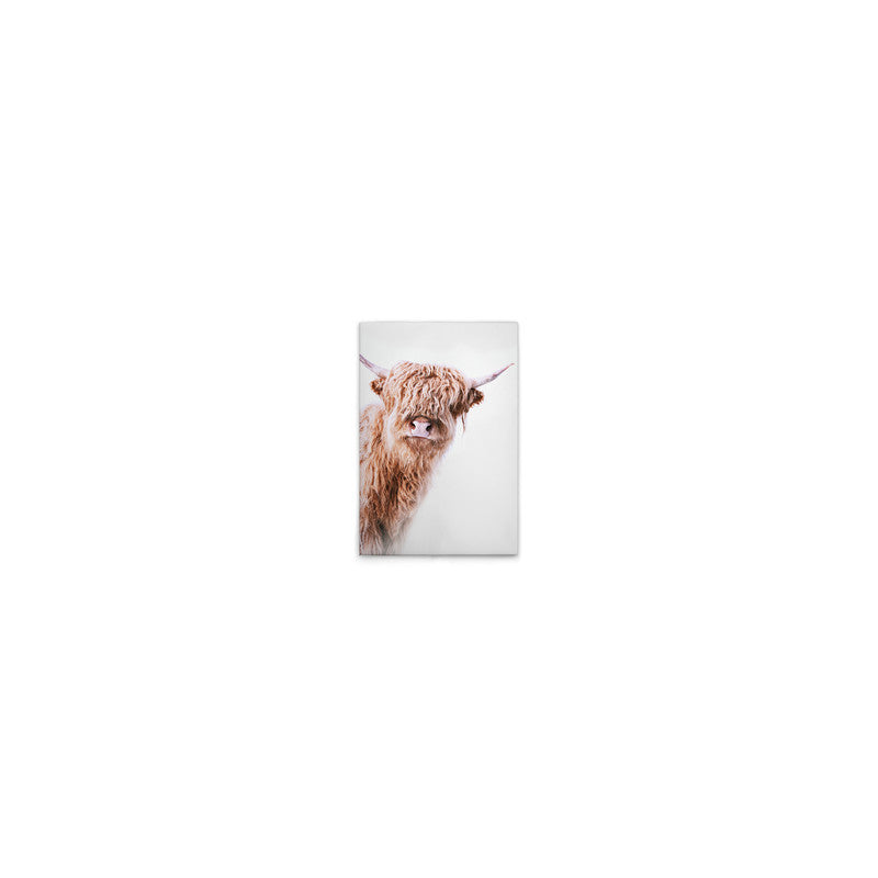HighlandCattl2 