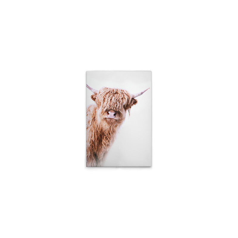 HighlandCattl2 