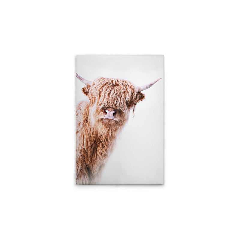 HighlandCattl2 