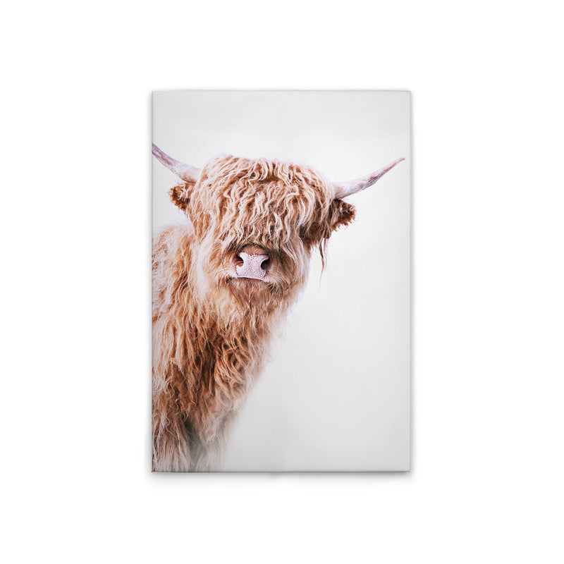 HighlandCattl2 