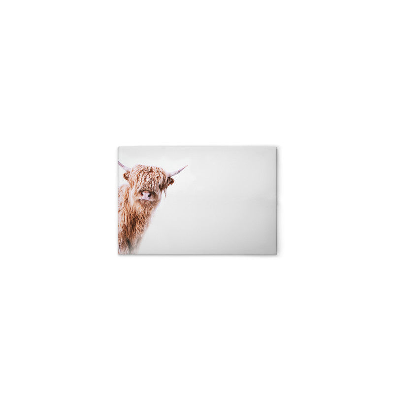 HighlandCattl2 