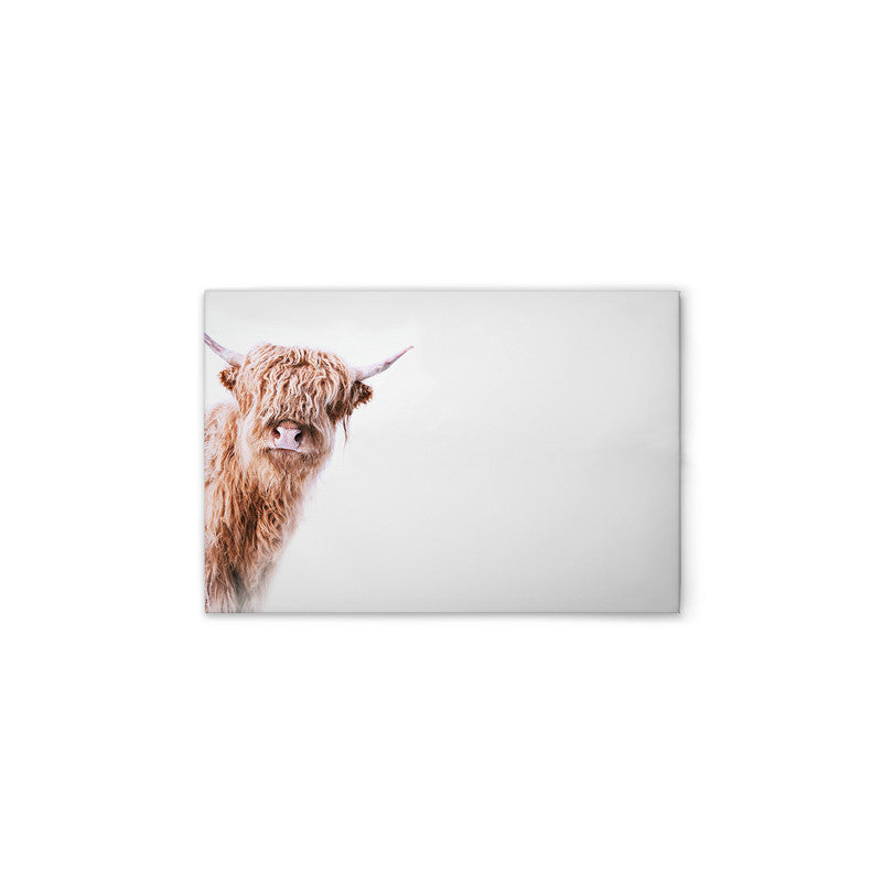 HighlandCattl2 