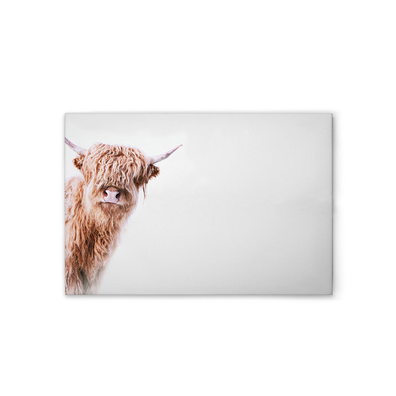 HighlandCattl2 