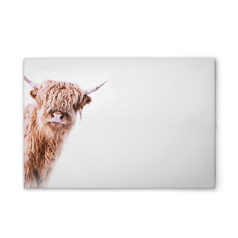 HighlandCattl2 