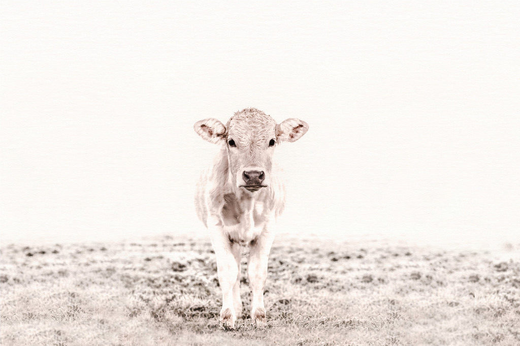 Highland Cattle 3 