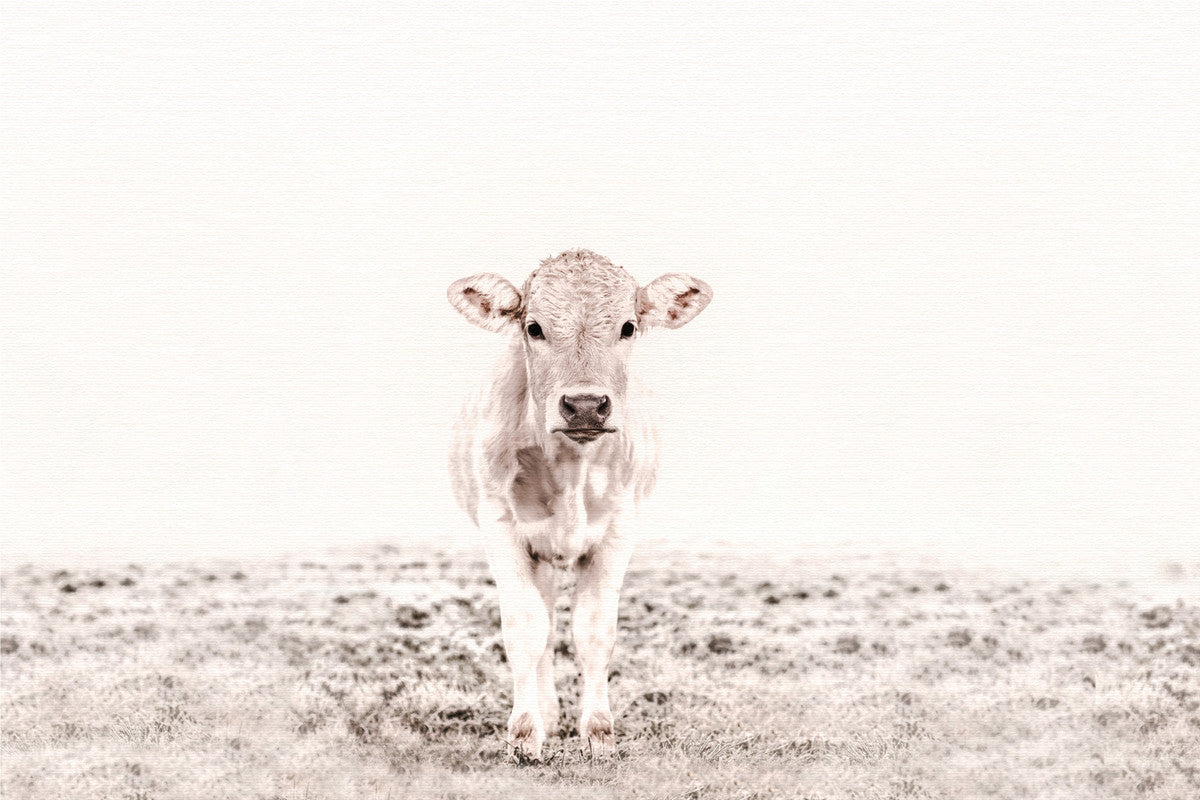 Highland Cattle 3 