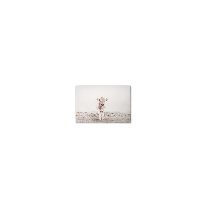 Highland Cattle 3 