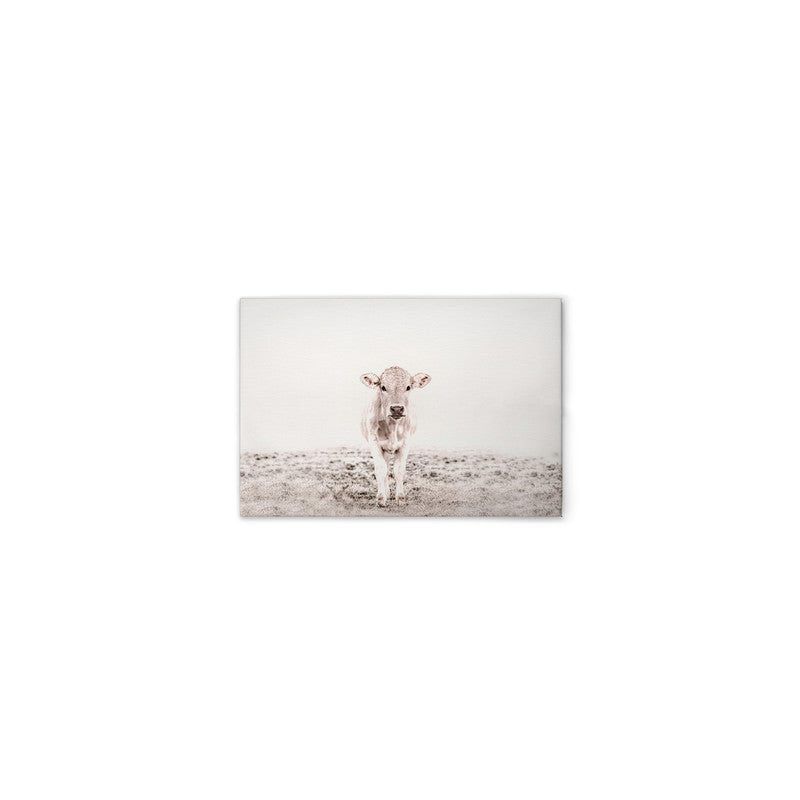 Highland Cattle 3 