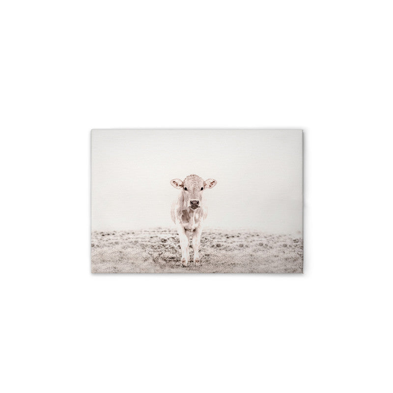 Highland Cattle 3 