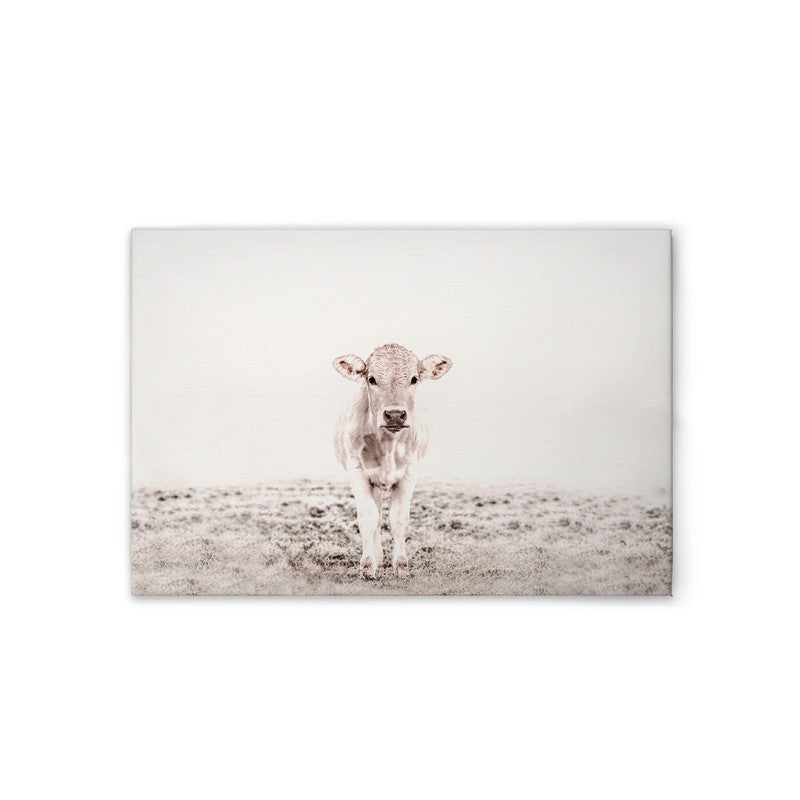 Highland Cattle 3 