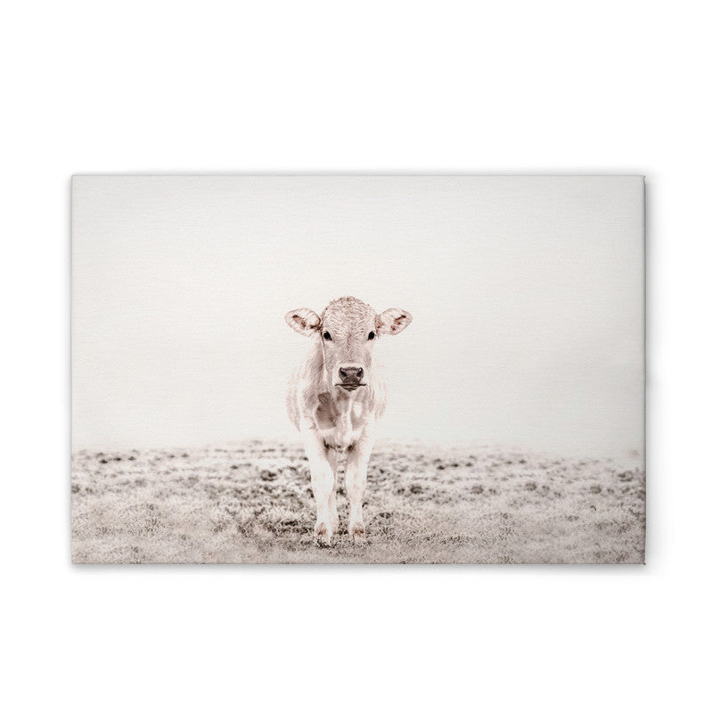 HighlandCattl3