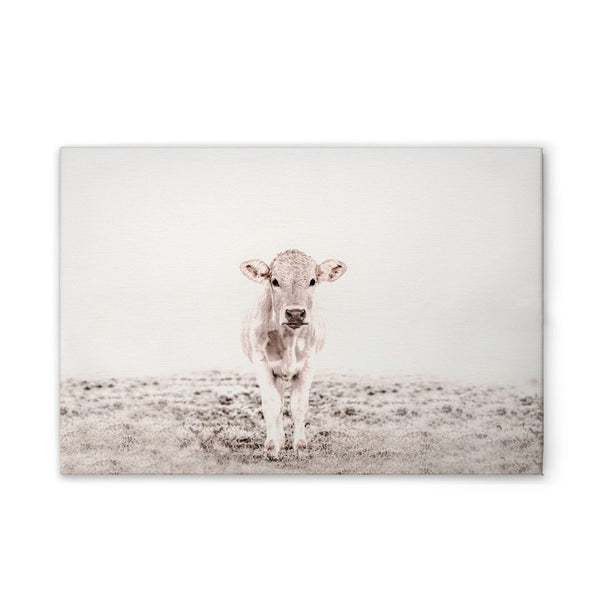 HighlandCattl3