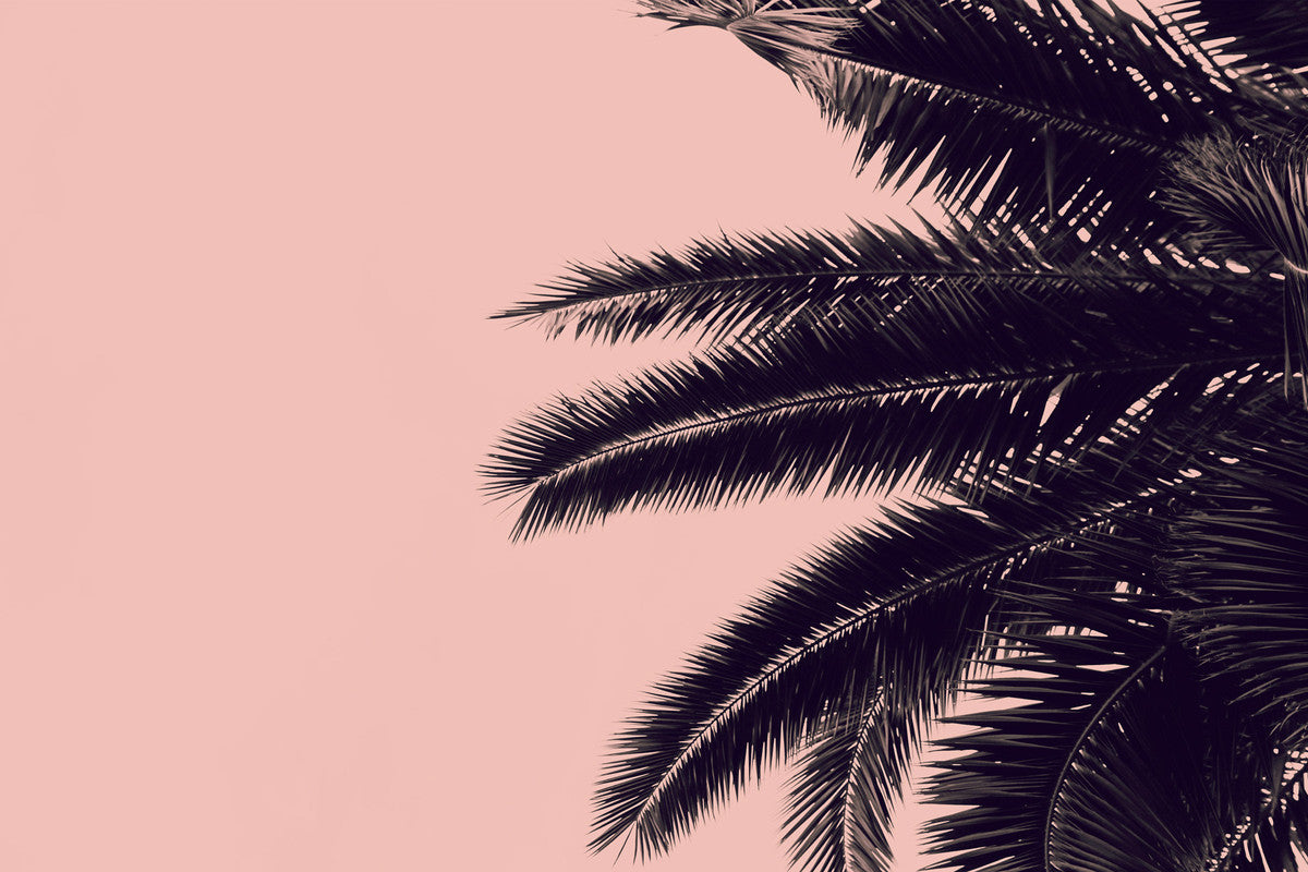 PalmTree 