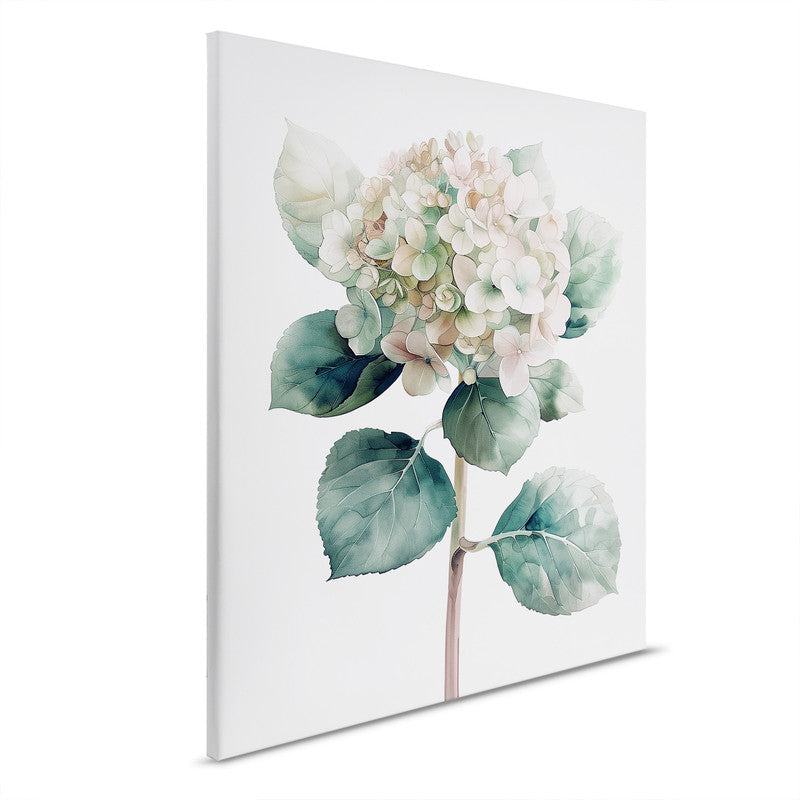Hydrangea Ro 