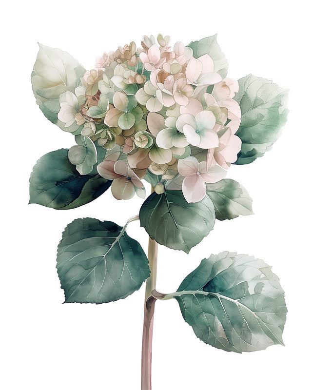 Hydrangea Ro 