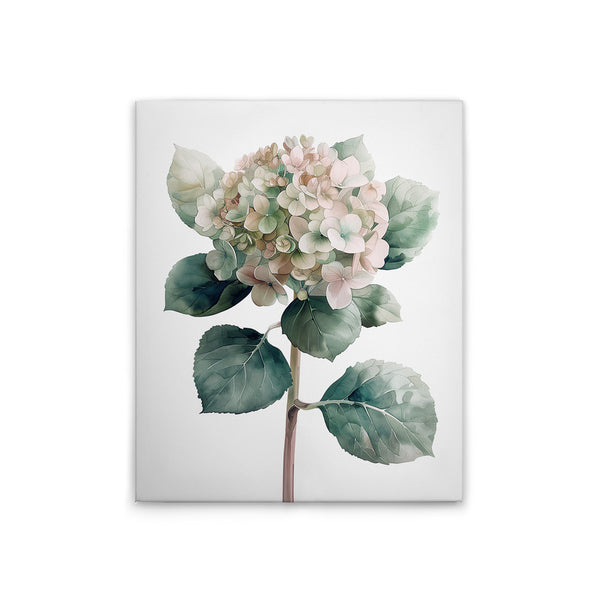 Hortensie Ro