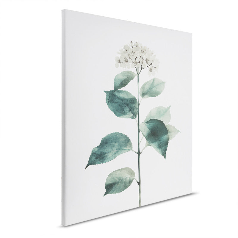 Hydrangea Blanc 