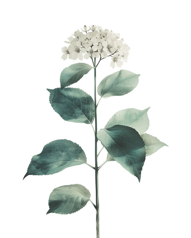 Hydrangea Blanc 