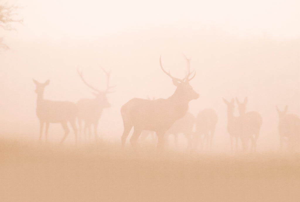 Fototapete im Digitaldruck