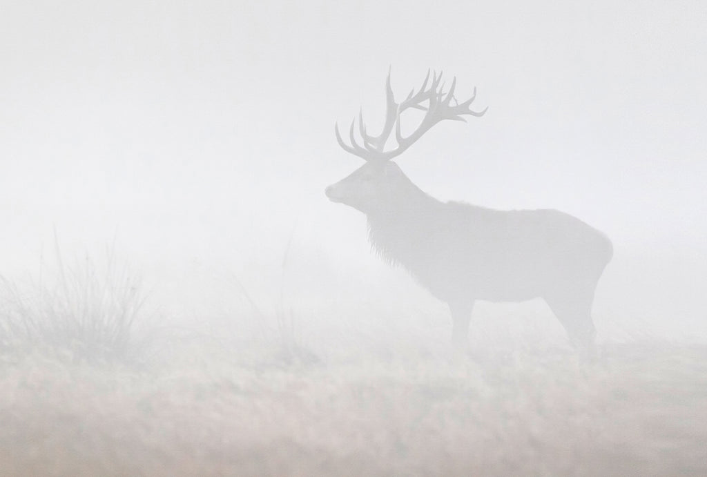 Fototapete im Digitaldruck